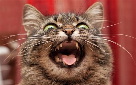 Crazy Cat Desktop Wallpapers Top Free Crazy Cat Desktop Backgrounds