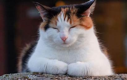 Cat Fat Calico Wallpapers Desktop Cats Rest