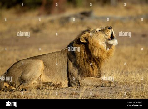 Lion Panthera Leo Roaring Stock Photo Alamy
