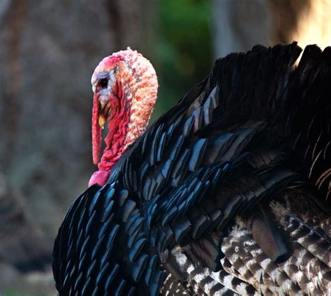 Talking Turkeys The Story Behind The Bird Wired