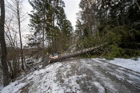 1.titta ut på gatan eller i trapphuset. Josefines hunddagis blev vandrarhem efter stormen Alfrida ...