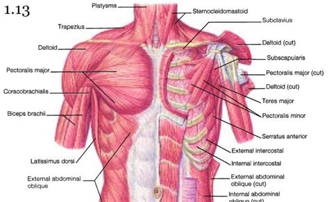 Body organs worksheets and online activities. Muscles Of Torso Diagram / Abdominal Muscles Human Anatomy ...