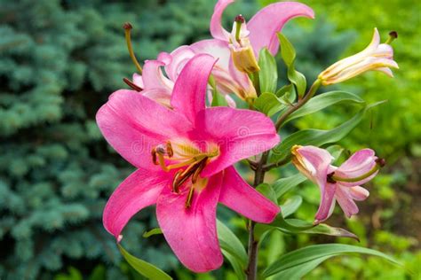 Pink Lily Flower Stock Photo Image Of Freshness Pink 175030148