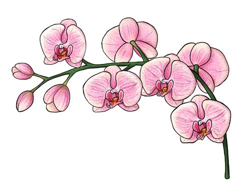 Orchid Drawing Skill