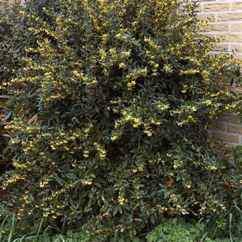 Berberis Julianae Epine Vinette De Saint Julien Arbuste épineux