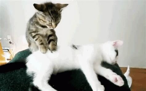 Cats Massage GIF Cats Massage Tumuklas At Magbahagi Ng Mga GIF