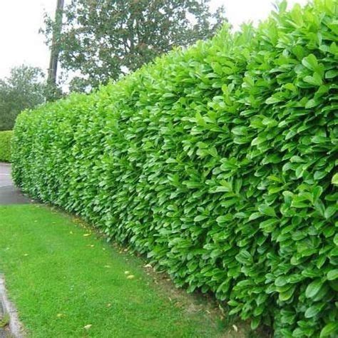 Awesome Fence With Evergreen Plants Landscaping Ideas 53 Garden