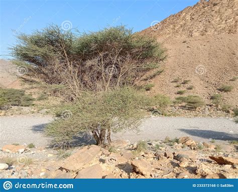 Acacia Trees In Oman Mountains Stock Photo Image Of Hill Tree 233373168