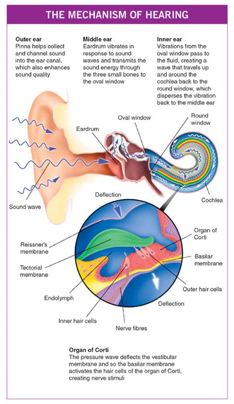 Aandp Structure Of The Ear 귀의 구조 네이버 블로그