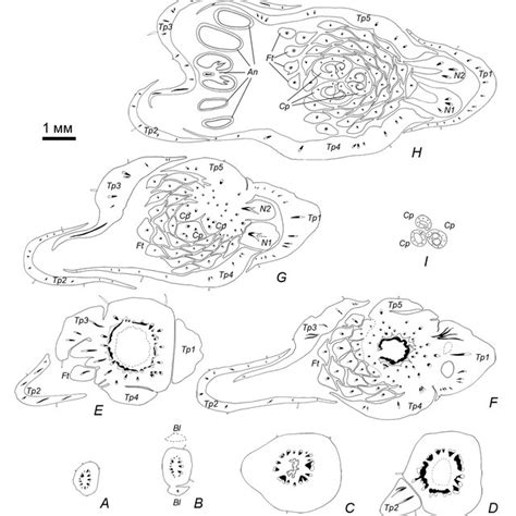 Morphological Organization Of Flower Of Aconitum Lasiocarpum Rchb