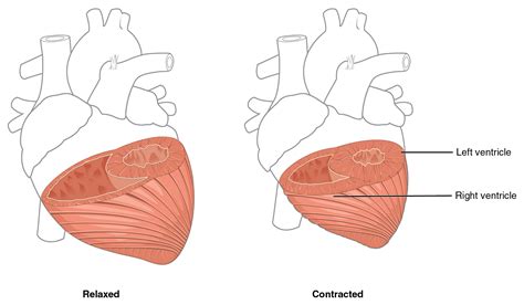 Heart Anatomy · Anatomy And Physiology