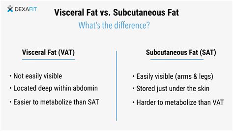 Visceral Fat Definition Health Risks And How To Reduce It Dexafit