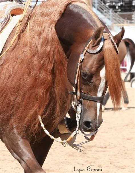 Arabian Horse Arabian Horse Show Western Competition Egyptian