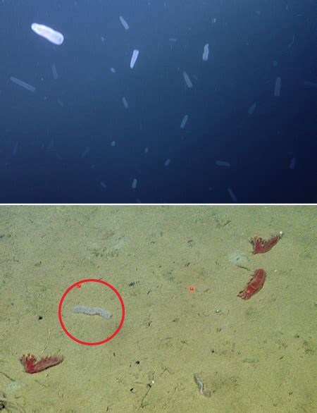 New Papers Describe Discoveries At Mbaris Long Term Deep Sea Research Site Off California • Mbari