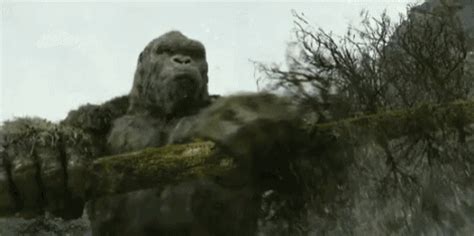 The best gifs of king kong vs godzilla on the gifer website. T#3 C7ust3rFvck @ G@ta R!dg3 - gam3 s#0w - Page 71 - Mafia ...