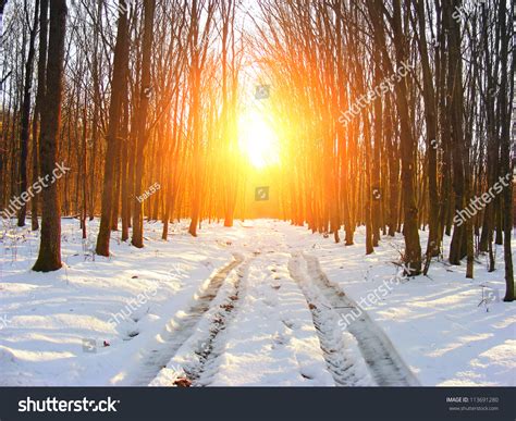 Winter Forest At Sunrise Stock Photo 113691280 Shutterstock