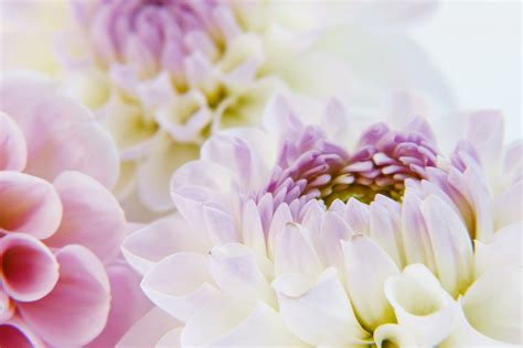 Dahlia Blossom Bloom Garden Free Photo On Pixabay Pixabay