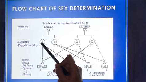 Sex Determination And Assignment Youtube