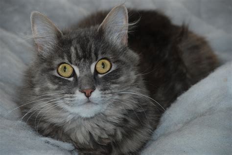 Some cats are outgoing and friendly whereas others may when helping an aggressive or fearful cat after a move, you may want to introduce her to the new home one room at a time. Congratulations! You're adopting a timid cat!! - ScaredyCats