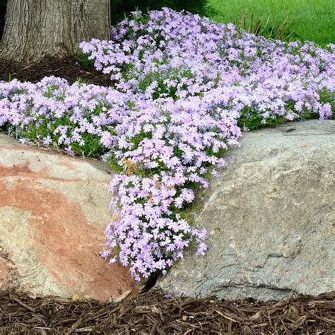 Creeping Phlox Plant Creeping Phlox Mounding Phlox Easy To Grow