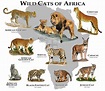 Wild Cats Of Africa: A Guide To All 10 African Wild Cats ️