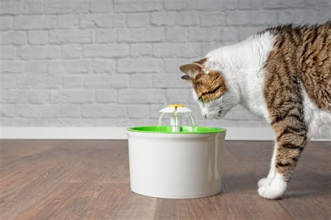 The 10 Best Cat Water Fountains To Buy In 2022 Petmag