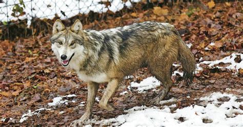 Feds Wild Population Of Mexican Gray Wolves Growing Local News