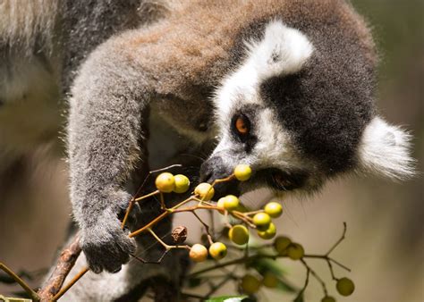 Visit Berenty Reserve in Madagascar | Audley Travel