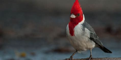 4 Photos Of The Beautiful Hawaiian Red Crested Cardinal