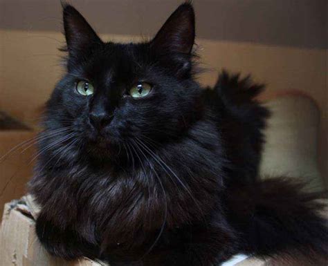 ТОП 11 чёрных пород кошек названия описание и фото — Природа Мира