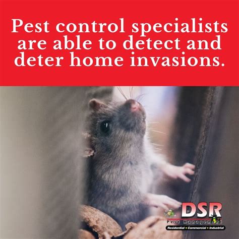 Последние твиты от tucson pest control (@tucsonpestcontr). Pest Control in Tucson - DSR Pest Control