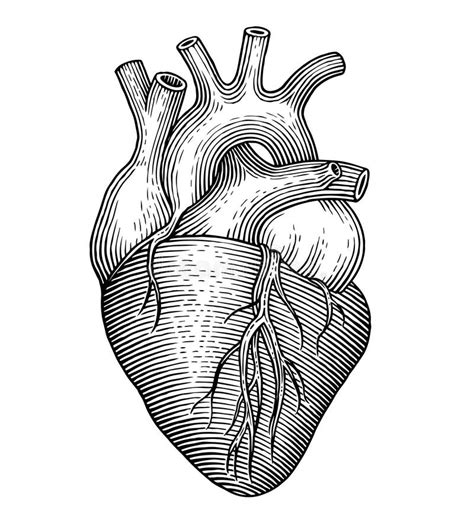 Corazón Humano Ilustración Del Vector Ilustración De Icono 50894591