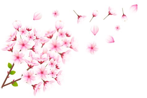 Realistic Blooming Cherry Flowers And Petals Cherry Blossom Pink