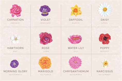Birth Flowers By Month Birthstones And Star Signs By Month Vlrengbr