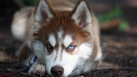 After a man's beloved dog passes, he embarks on a backpacking trip with his brother to bury his dog where he found him. Angry Husky Dog Face Wallpapers - 1920x1080 - 403675