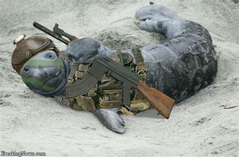 Funny Animals With Guns New Pictures 2013 Funny And Cute Animals