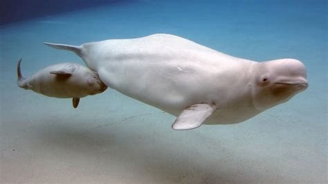 Beluga Habitat Diet And Facts Britannica