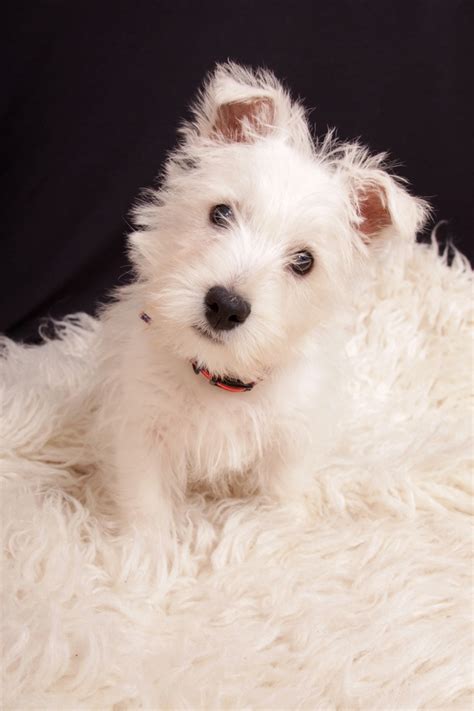 306 Best Cute Westie Photos Images On Pinterest White Terrier