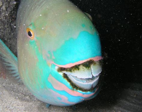Absurd Creature Of The Week This Goofy Fish Poops Out White Sand