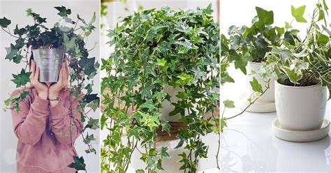 Growing English Ivy Indoors Ivy Houseplant Care Tips