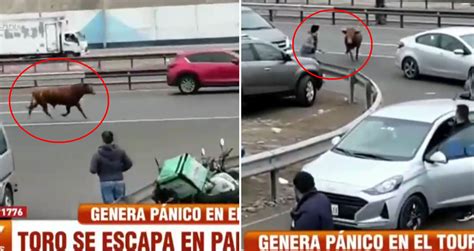 Toro Escapa En Plena Panamericana Sur Y Embiste Autos Peatones Y