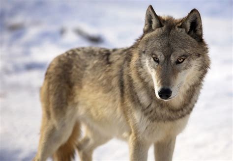 Wisconsin Dnrs 2023 Draft Wolf Management Plan Now Available Green