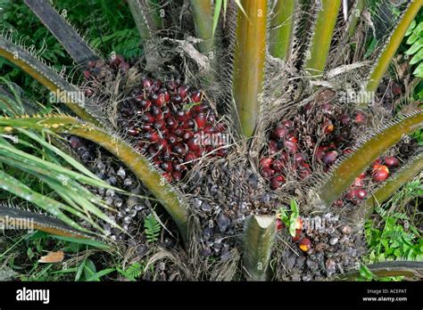 Bunches Of Palm Oil Fruit From Rapid Growing Trees Ready For Harvesting