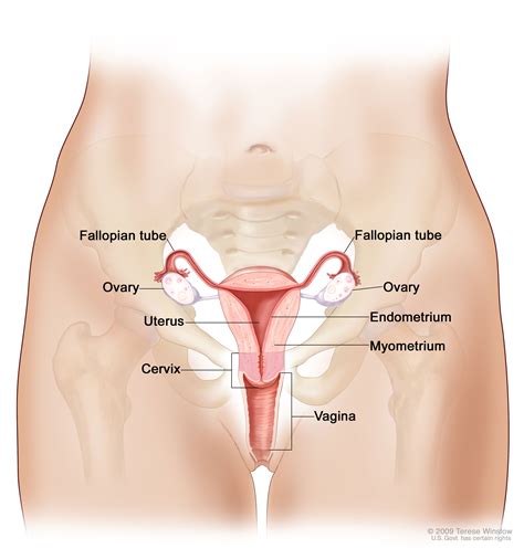 Ovarian Fallopian Tube And Primary Peritoneal Cancerpatient Version National Cancer Institute