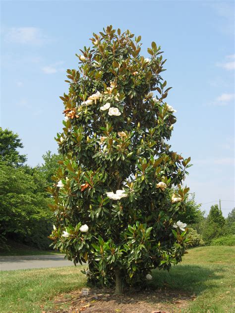 A Full Shot Of The Southern Magnolia Tree With Typical