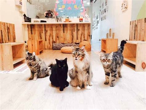 Jackie peng, hippoe and eventually gory, sir seal and kang roo appear as a support. Cat Cafes in Singapore Ranked by Reviews Updated 2019