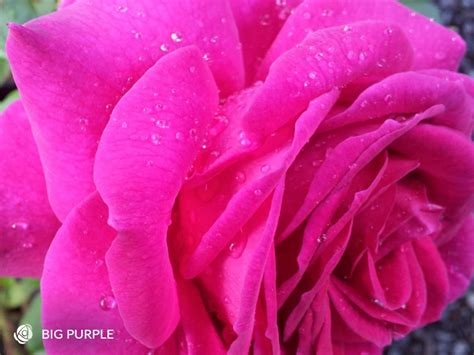 Big Purple Hybrid Tea Rose Highly Fragrant