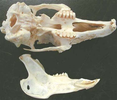 Biology 453 Specialized Teeth And Skull Images