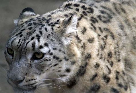 Datos Sobre El Leopardo De Las Nieves Para Niños Información Fotos Y
