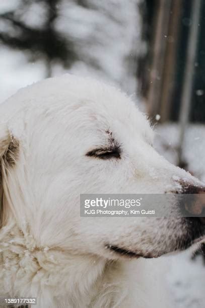 Great Pyrenees In Winter Photos And Premium High Res Pictures Getty